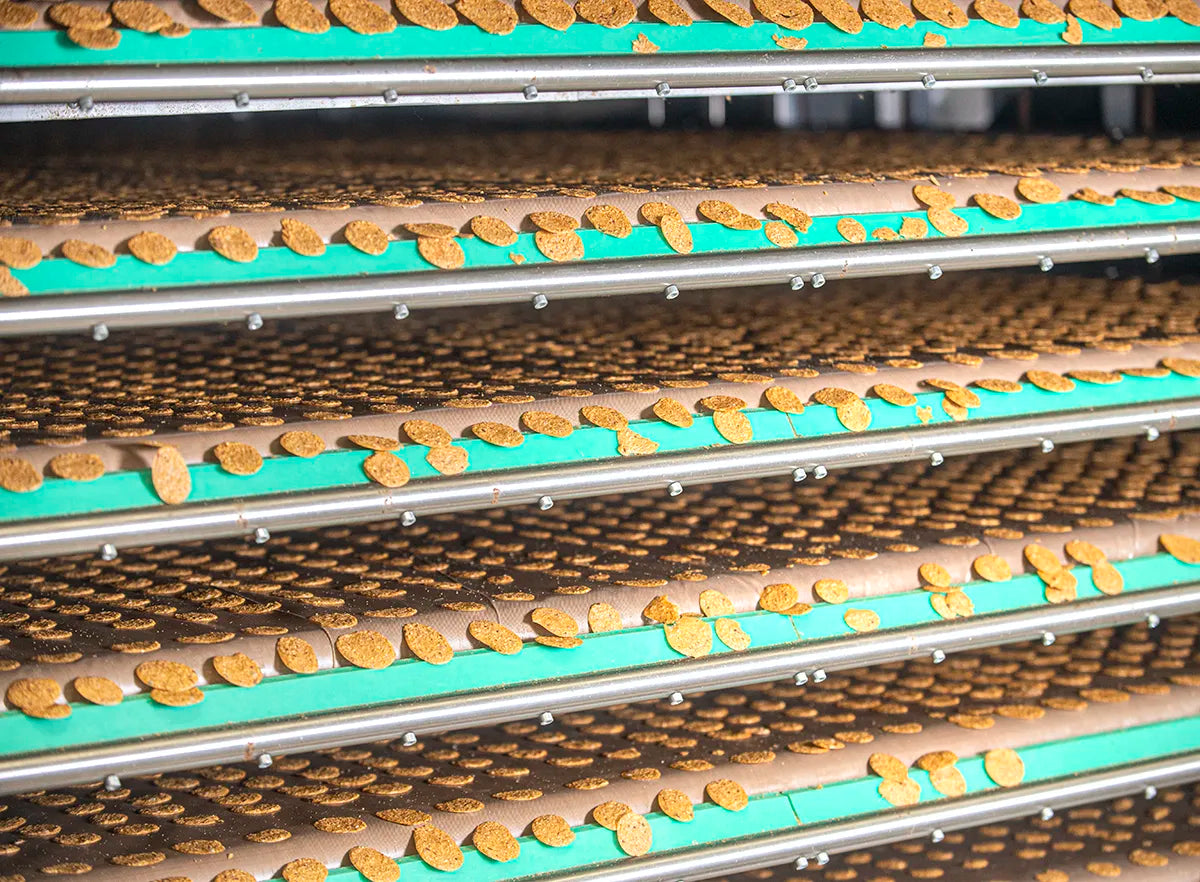 Omegachips flaxseed chips during drying process